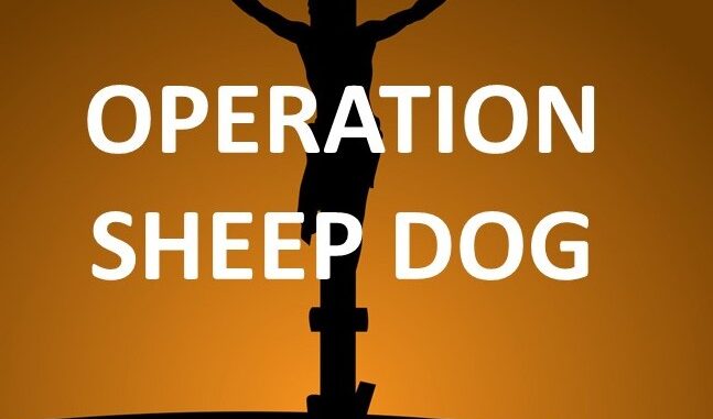 SHEEP DOG (3)