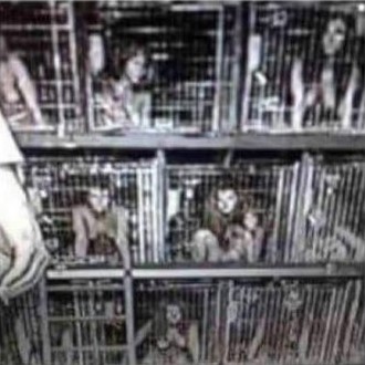 A picture of a group of people in cages.