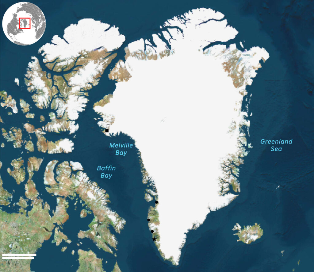 greenland trump czebotar holmseth stranger things